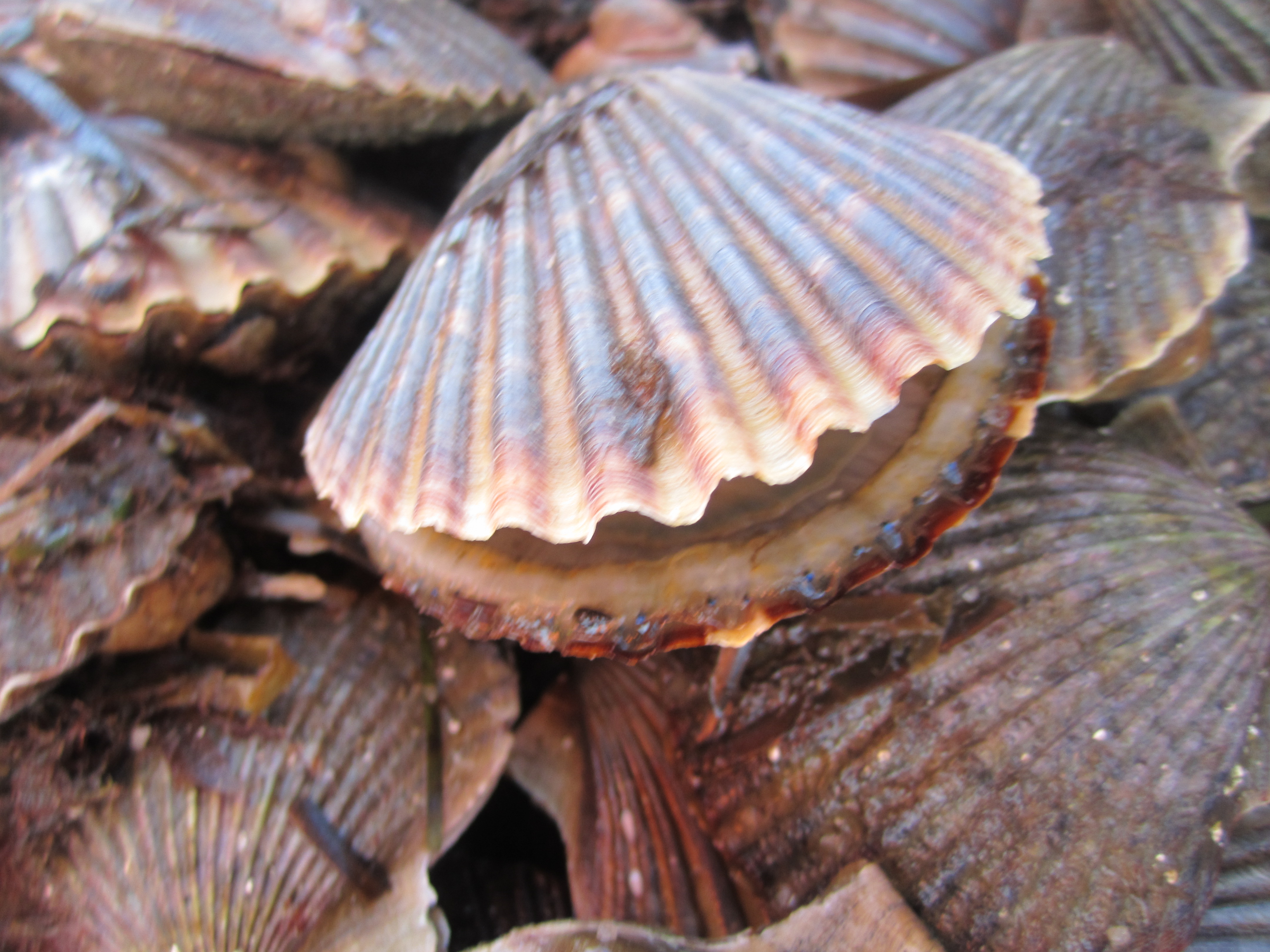 Native Scallops A Grateful Harvest: Scalloping in Nantucket | RebeccaChapa.com